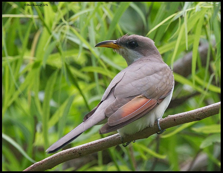 _6SB1428 yellow-billed cuckoo.jpg